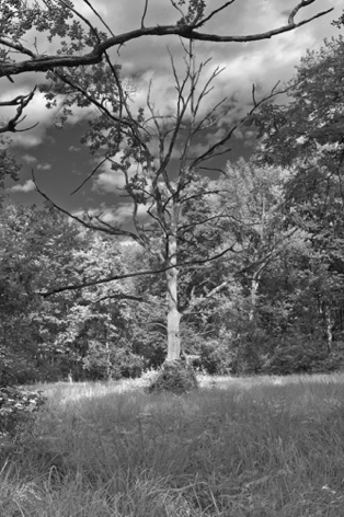 Bolle di Magadino (CH)